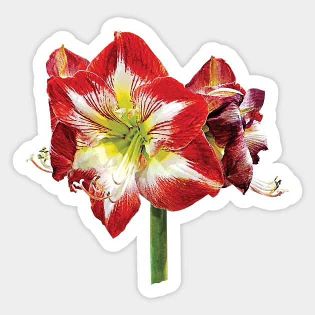 Amaryllis Minerva Sticker by SusanSavad